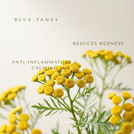 Blue Tansy Oil flower rich in Chamazulene to soothe redness and calm inflammation for sensitive skin.